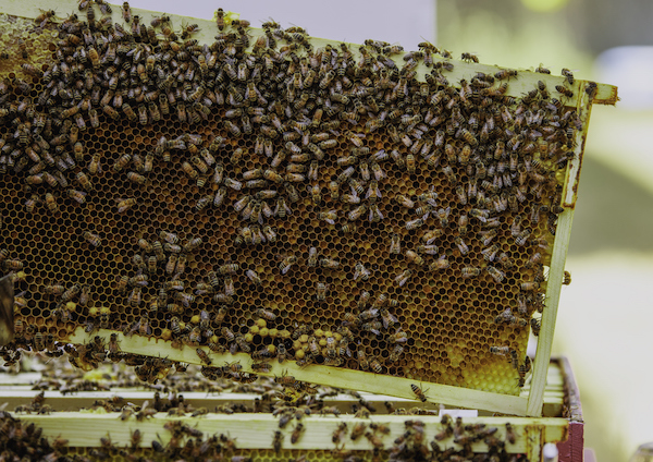Tax Tips For Beekeepers: Deducting Drives To Hives