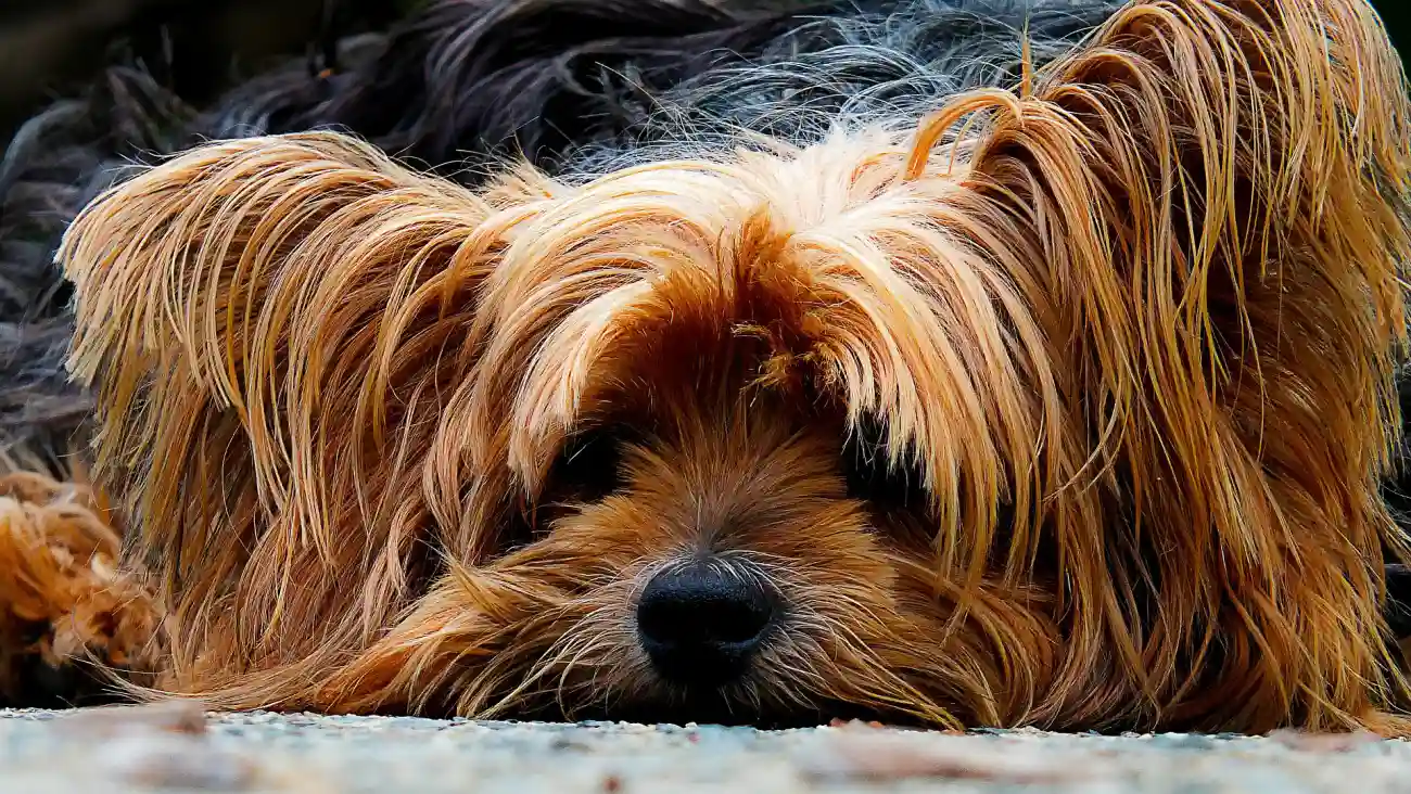 Ask the Tax Expert: Advice for Dog Walking Business