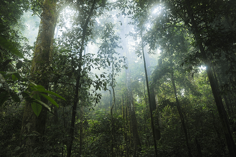 Native people in the jungle
