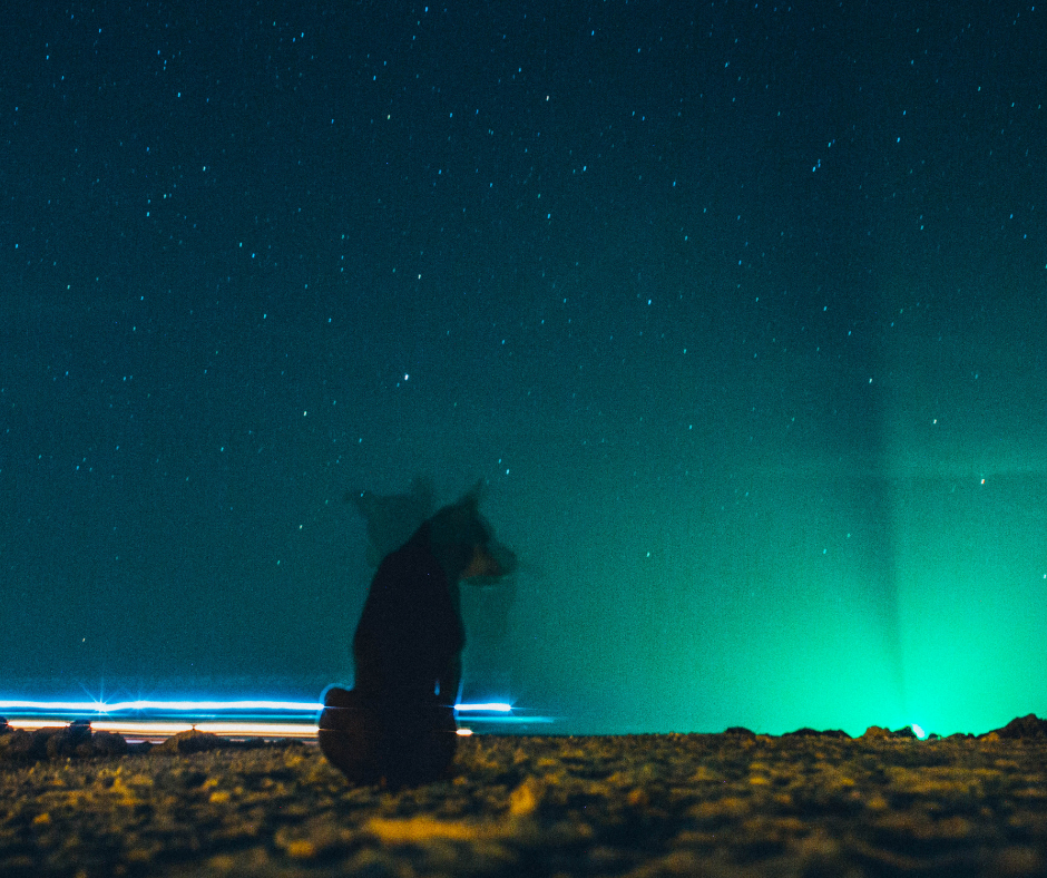 A Blue Dog Night: What It Might Mean for a Green New Deal