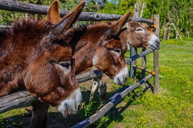 US Climate Policy Caught Between Two Worlds—Are We Smarter Than Buridan’s Ass?
