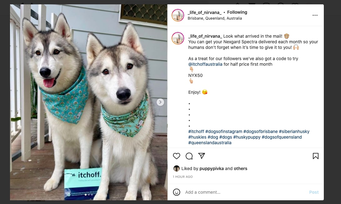 itchoff protects Huskies from deadly Aussie fleas ticks and worms with a simple subscription.