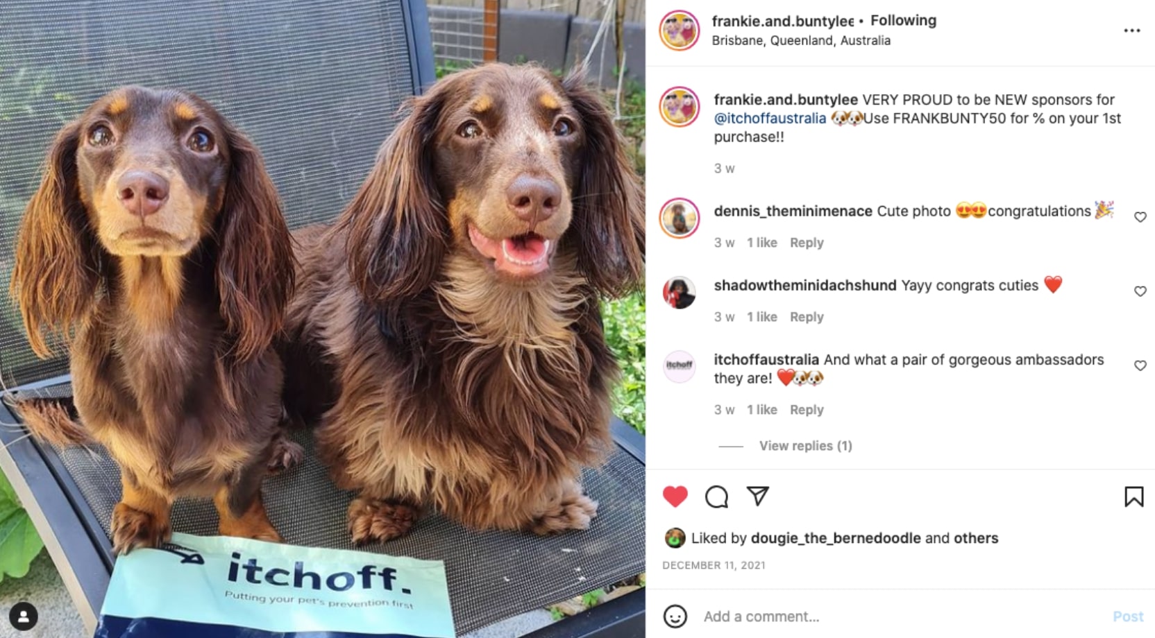 itchoff protects daschunds from Australian fleas ticks and worms with a simple and affordable Aussie subscription.