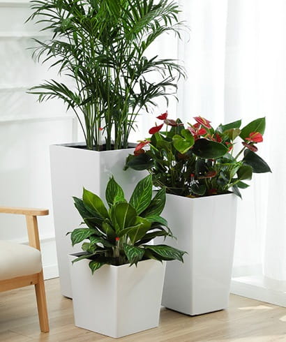 large House Plant Pots