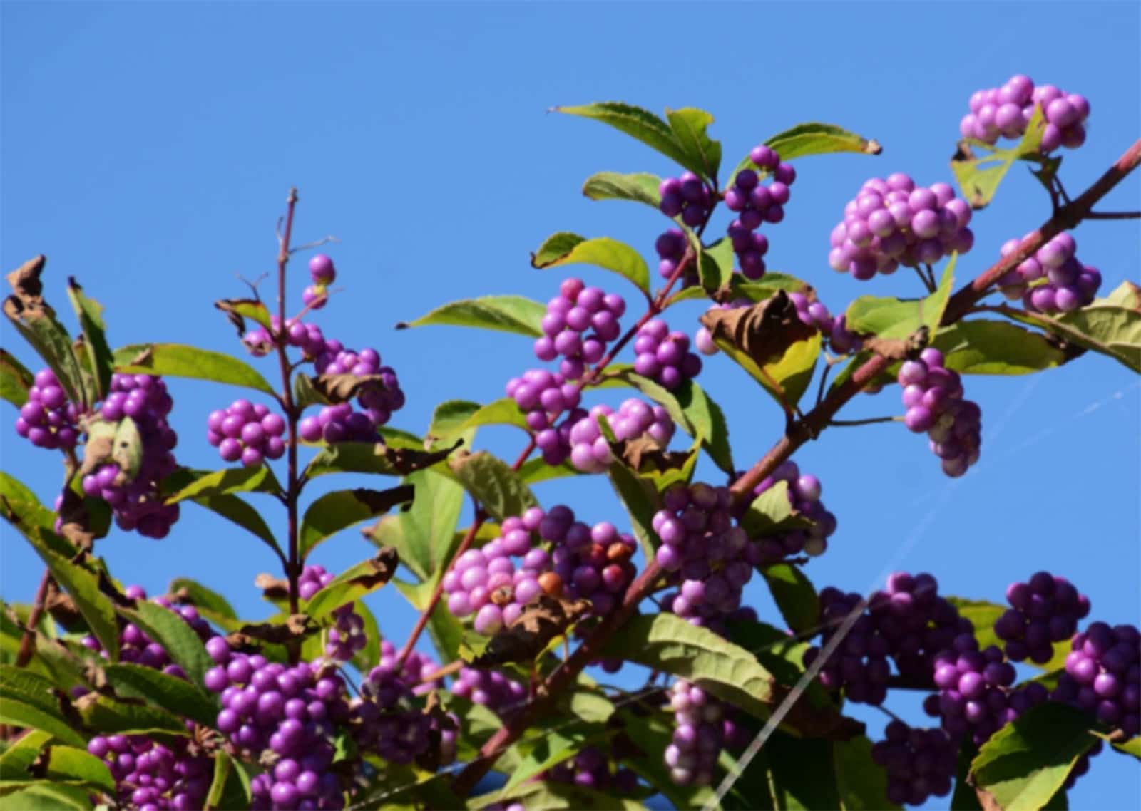 The Best Flowering Shrubs for Florida Landscapes