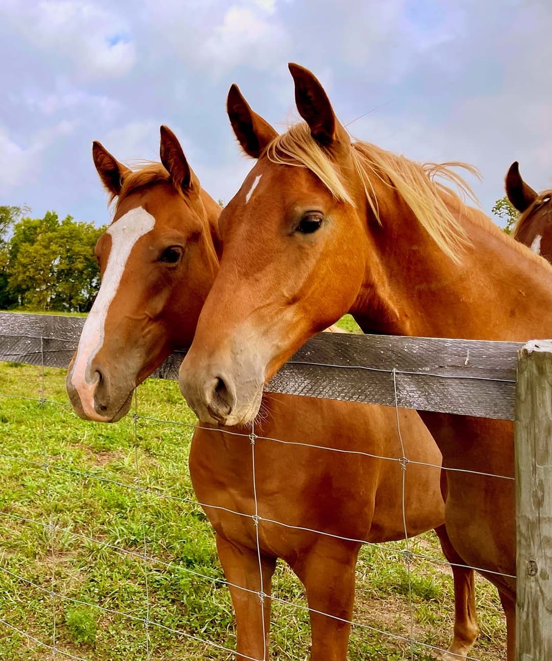 Retirement Boarding for Your Horse With Absolute Peace Of Mind
