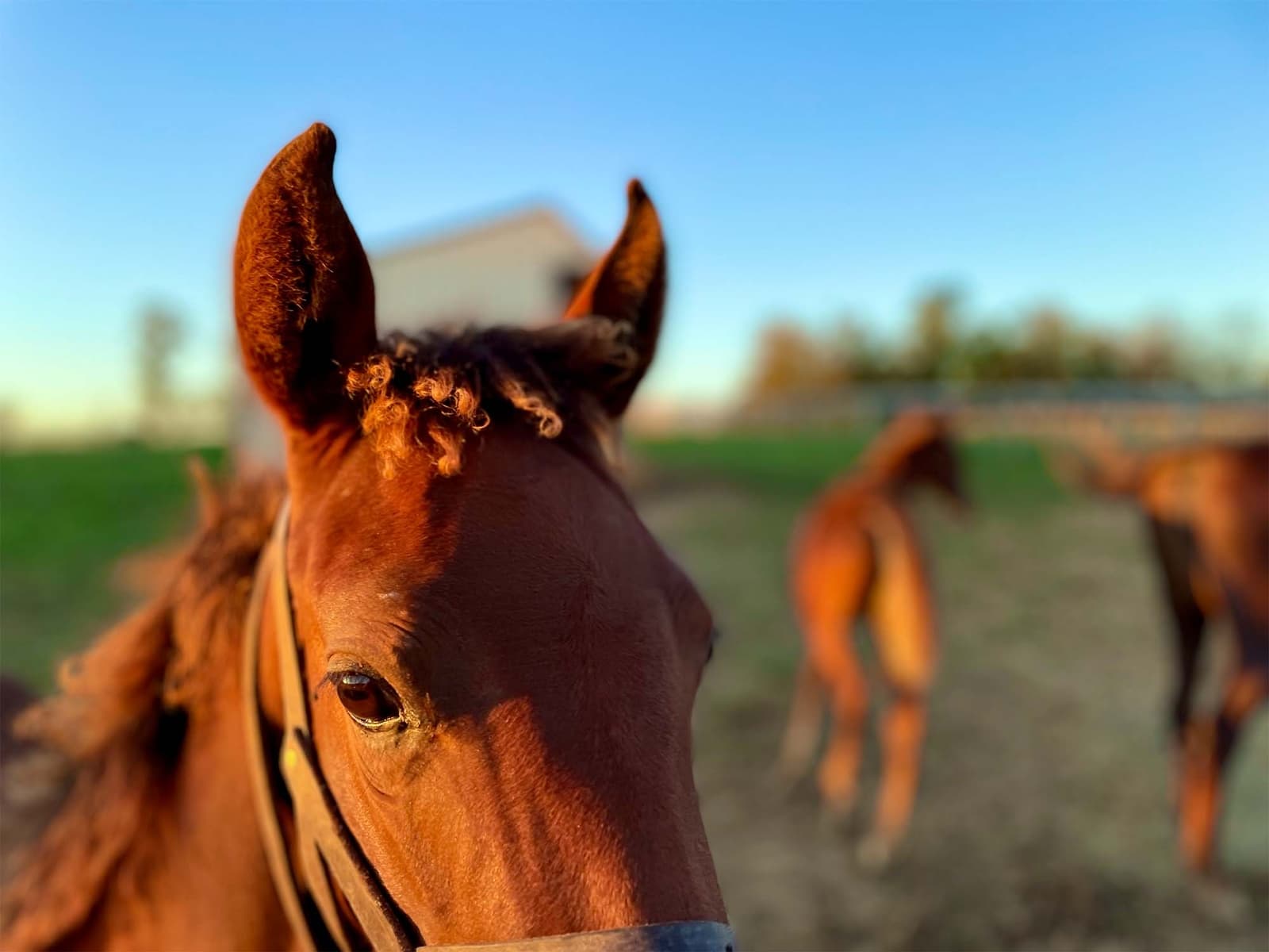 Kentucky’s Best Horse Retirement & Care At Aurora Farms