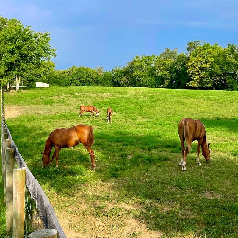 Kentucky’s Best Horse Retirement & Care At Aurora Farms