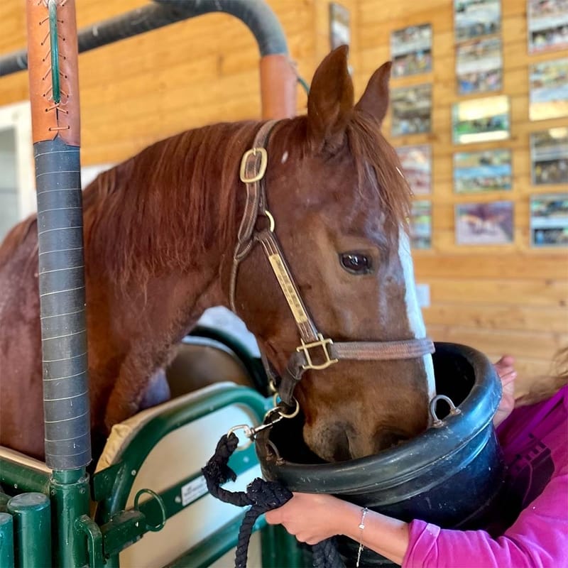 Kentucky’s Best Horse Retirement & Care At Aurora Farms