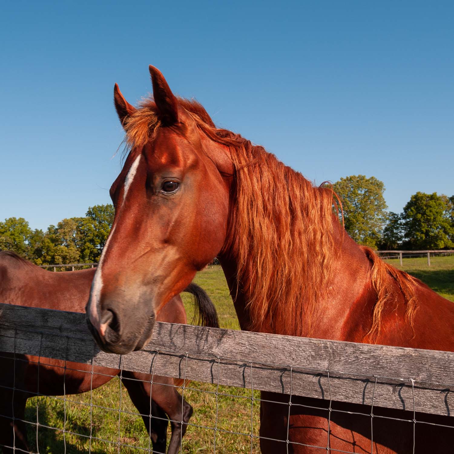 Kentucky’s Best Horse Retirement & Care At Aurora Farms