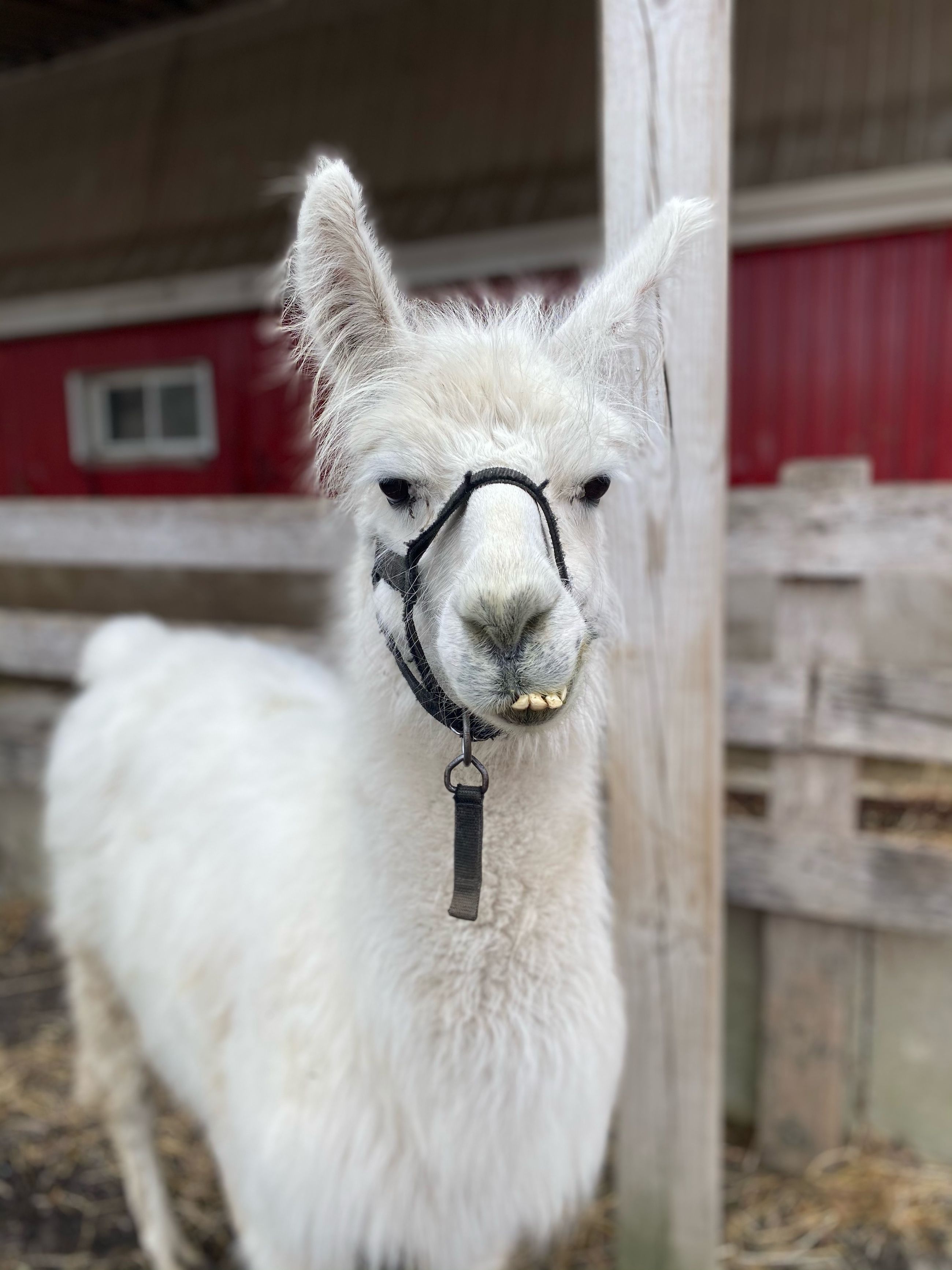 Children's Animal Farm