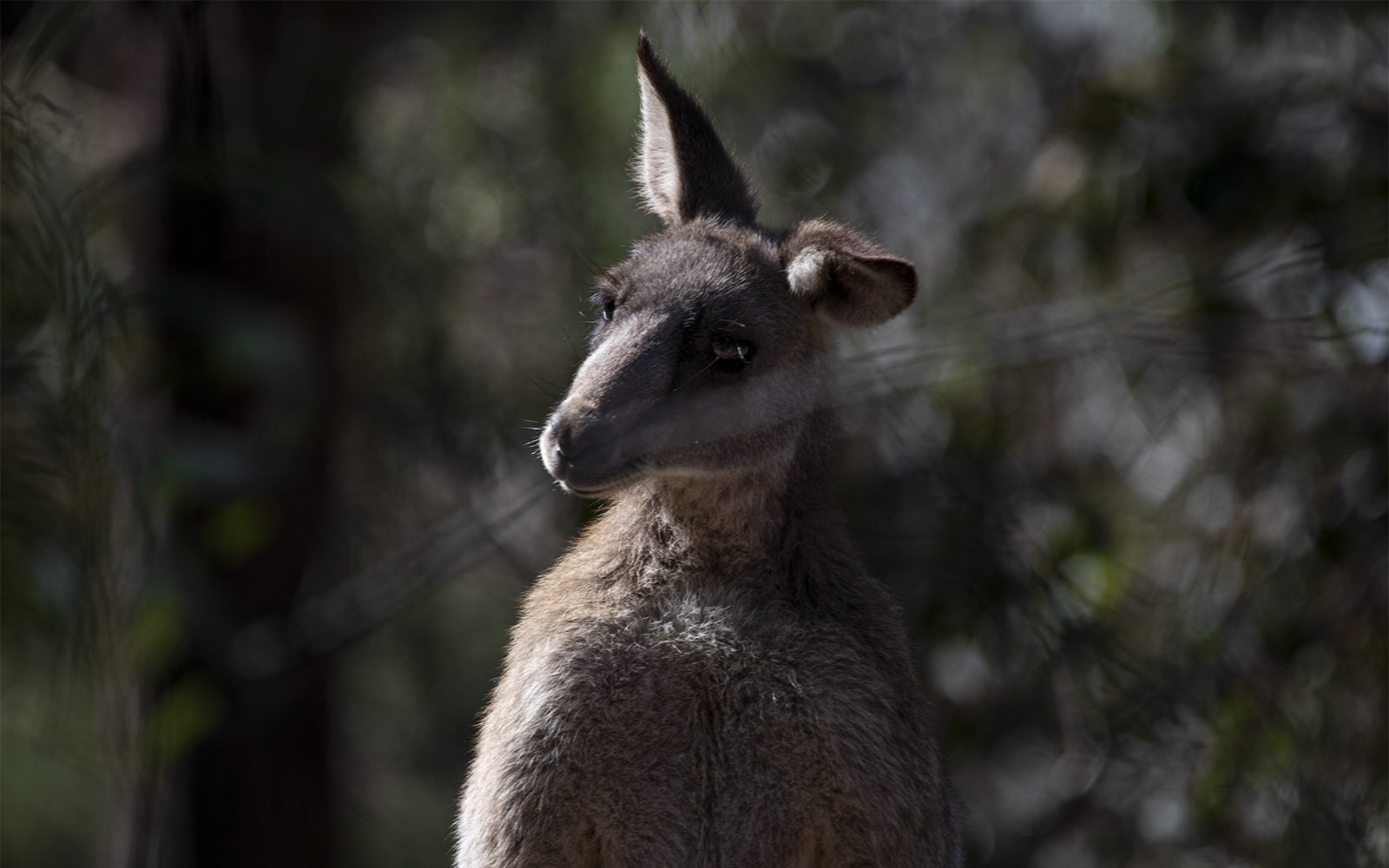 Relocating Kangaroos