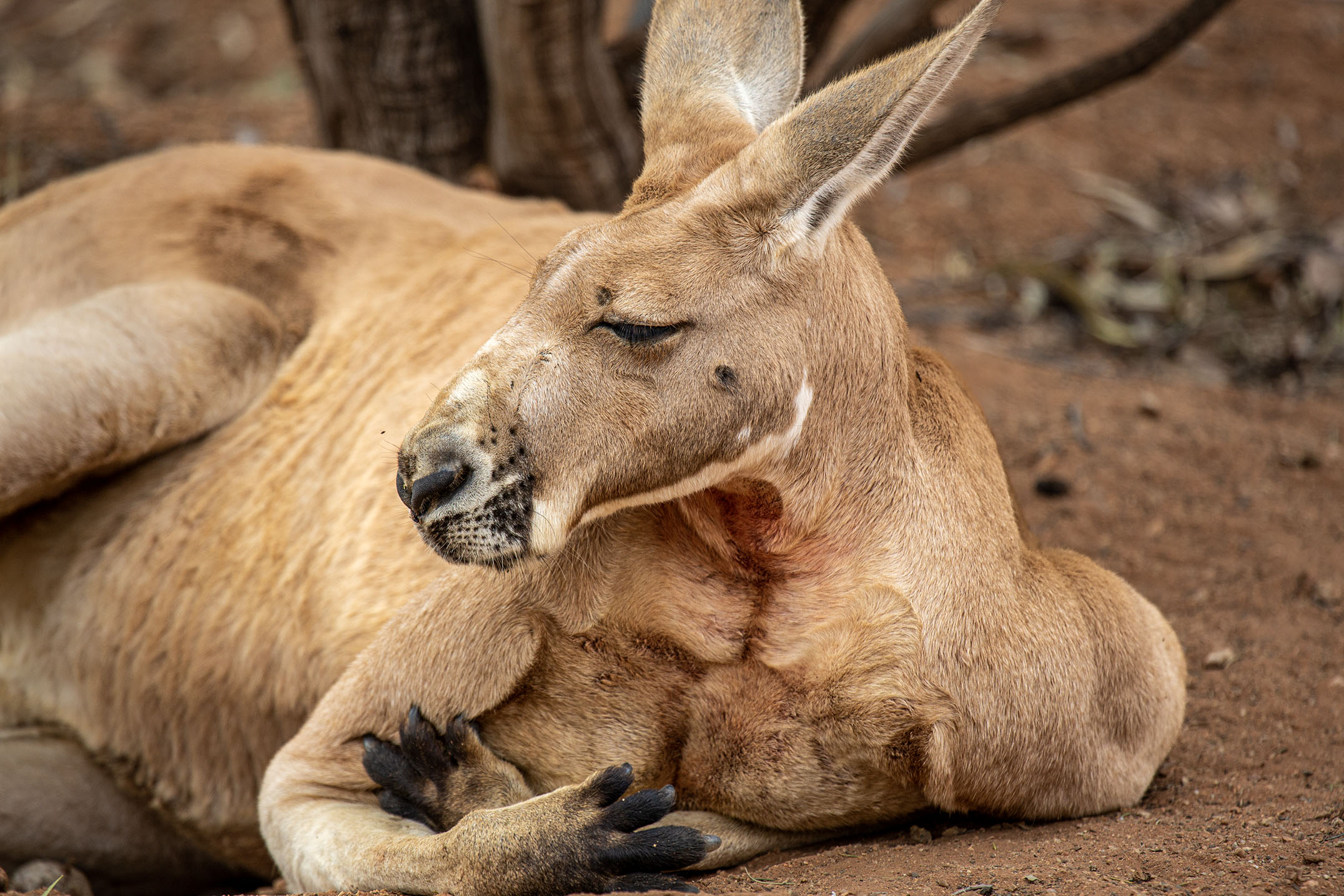 2023 Commercial exploitation of Kangaroos in South Australia