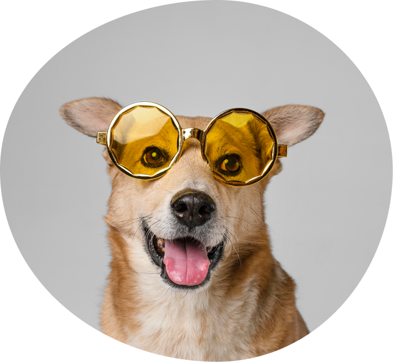 dog speaking phone friends