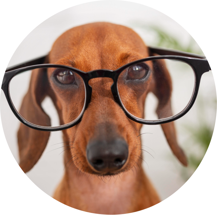 dog speaking phone friends