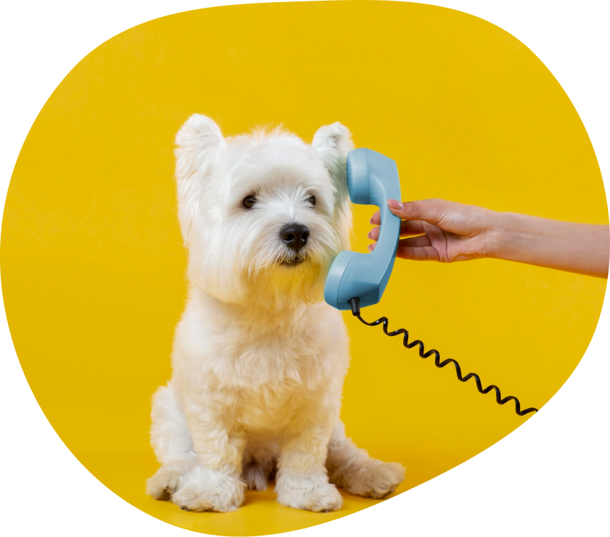 dog speaking phone friends