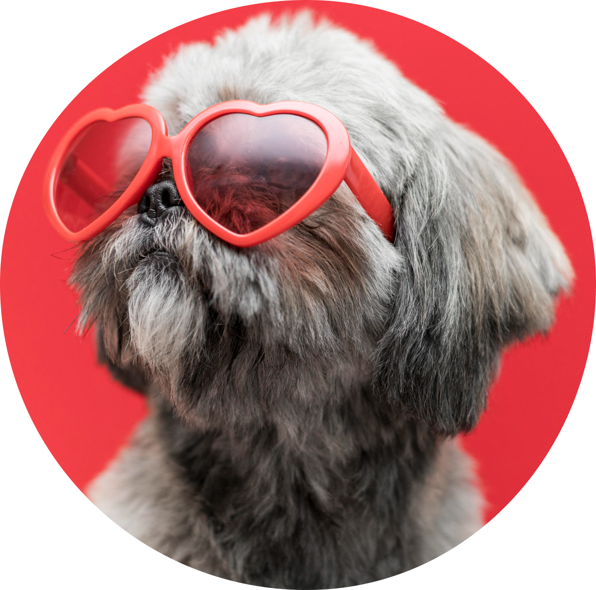 dog1