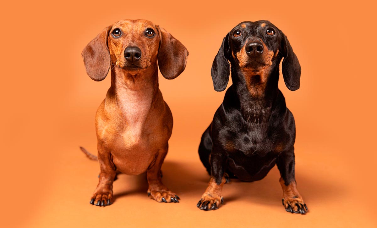 Couple dogs