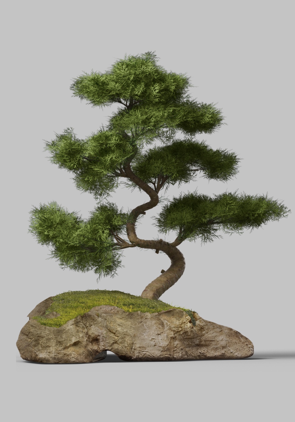 Bonsai Tree