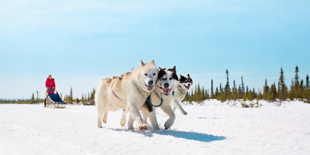 Northern Lights Dog Sledding Packages