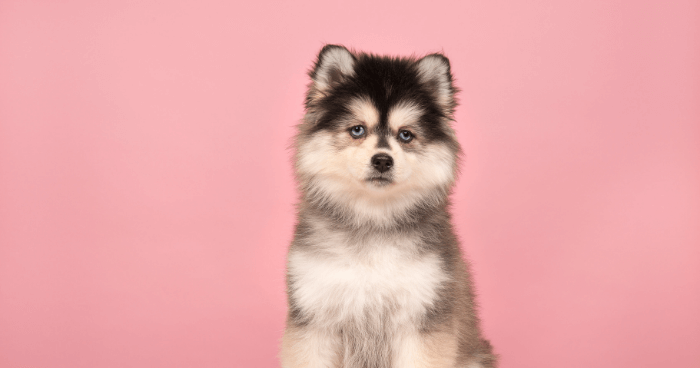 Pomeranian Husky