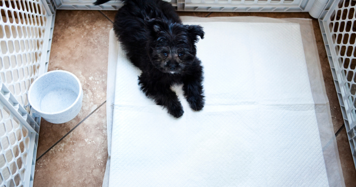 potty train puppy