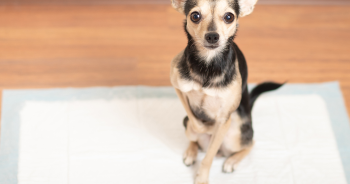 potty train puppy