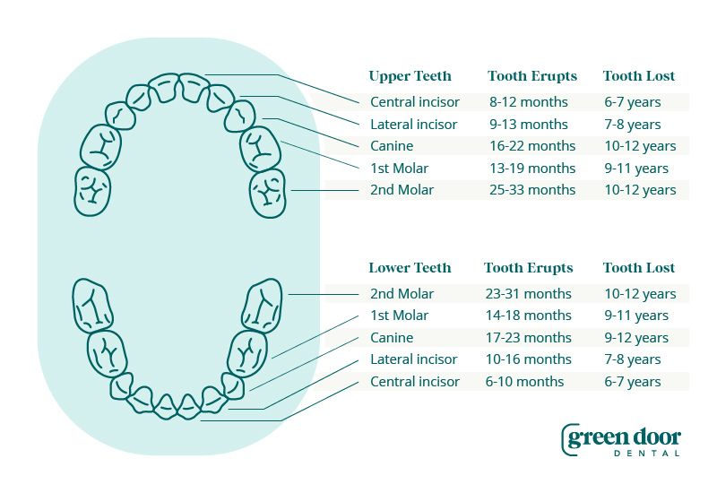 Baby teeth chart, symptoms and soothing techniques for parents