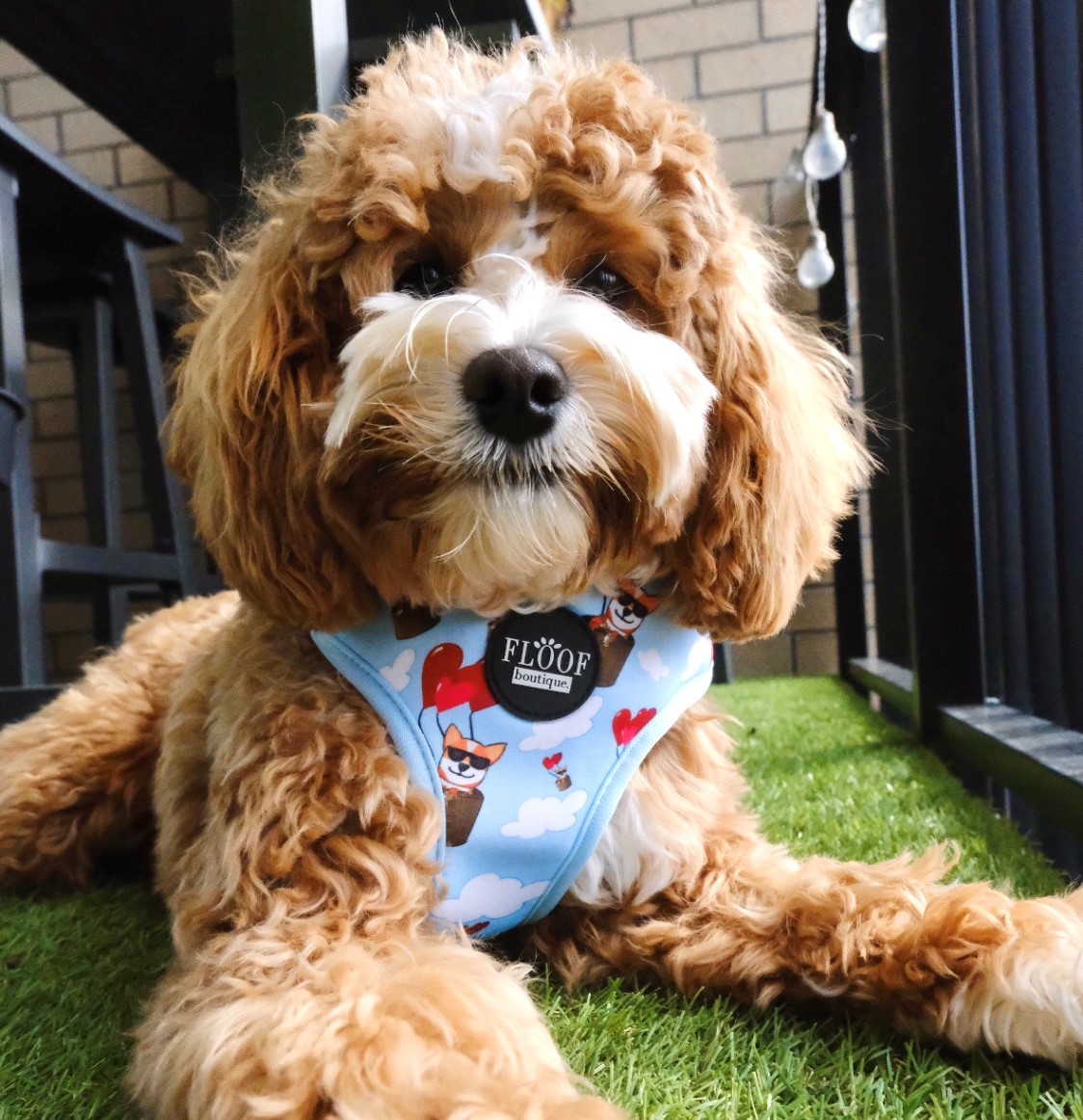 cavapoo harness