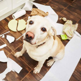 Bad dog