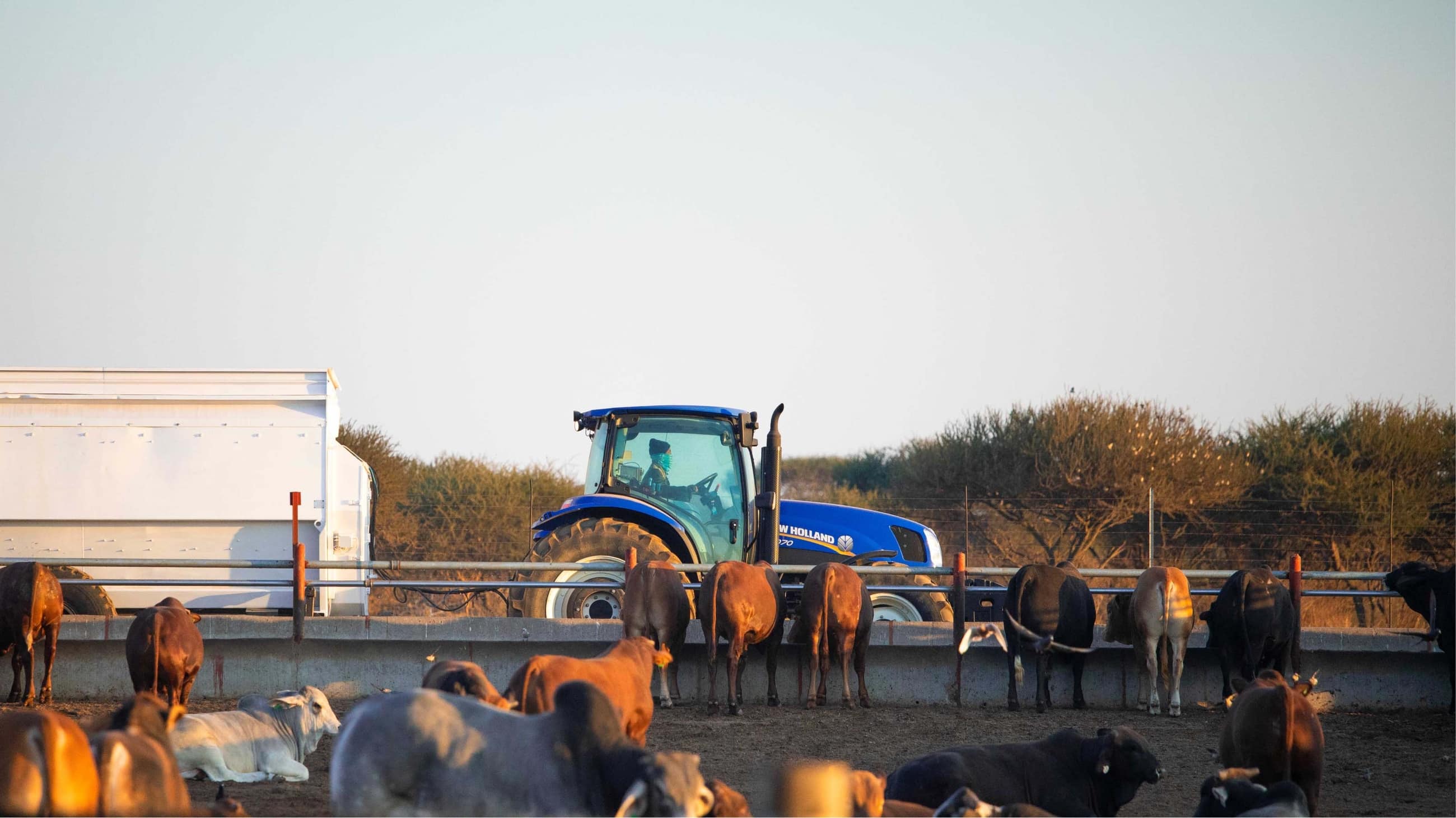 Meat Suppliers Polokwane Feedlot & Abattoir