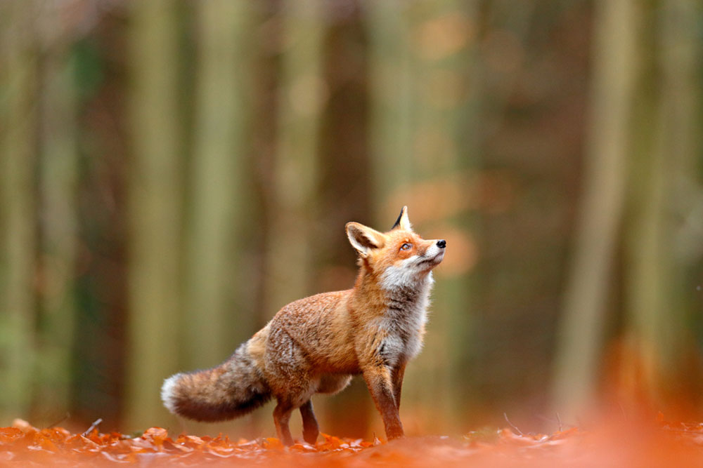 How to Feed Foxes CotswoldXL Magazine