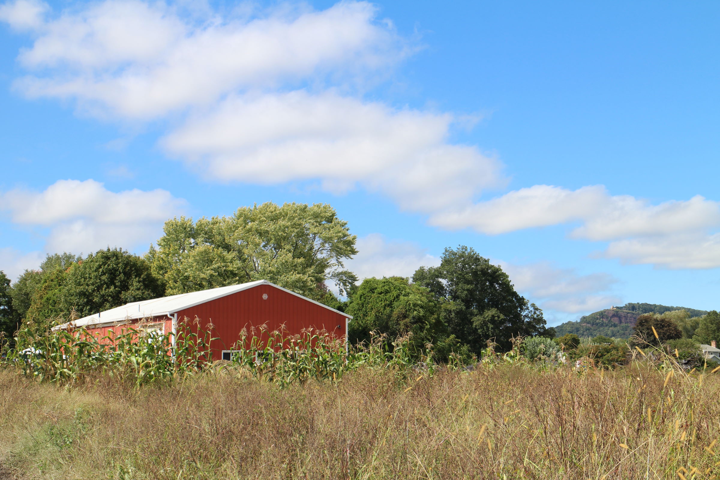 Contact Us Reed Farm