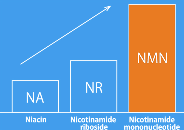 ナイアシンアミドより優れていると考えられるNMN