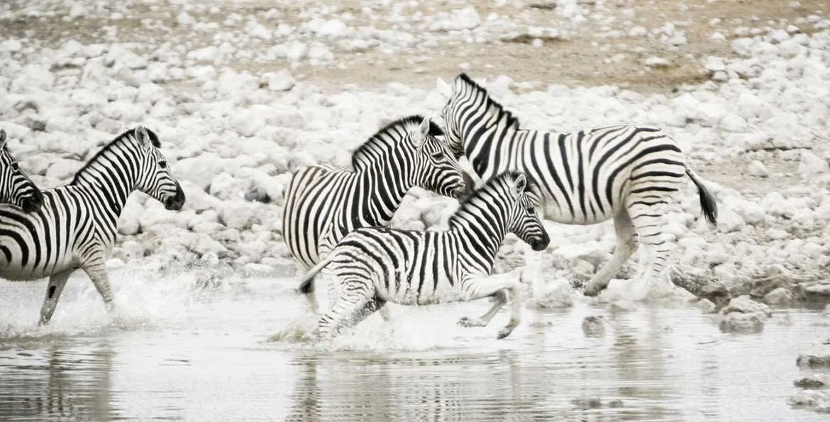 Introduction to object detection with deep learning | SuperAnnotate