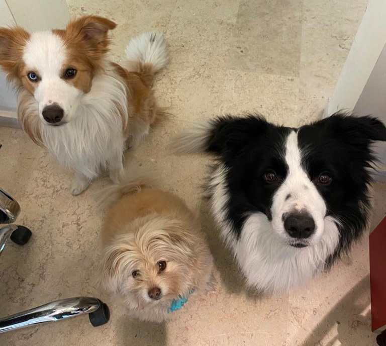 our dogs