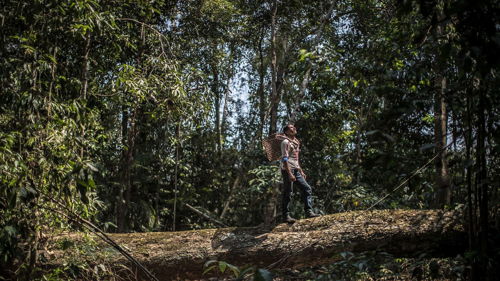Guardiões da floresta