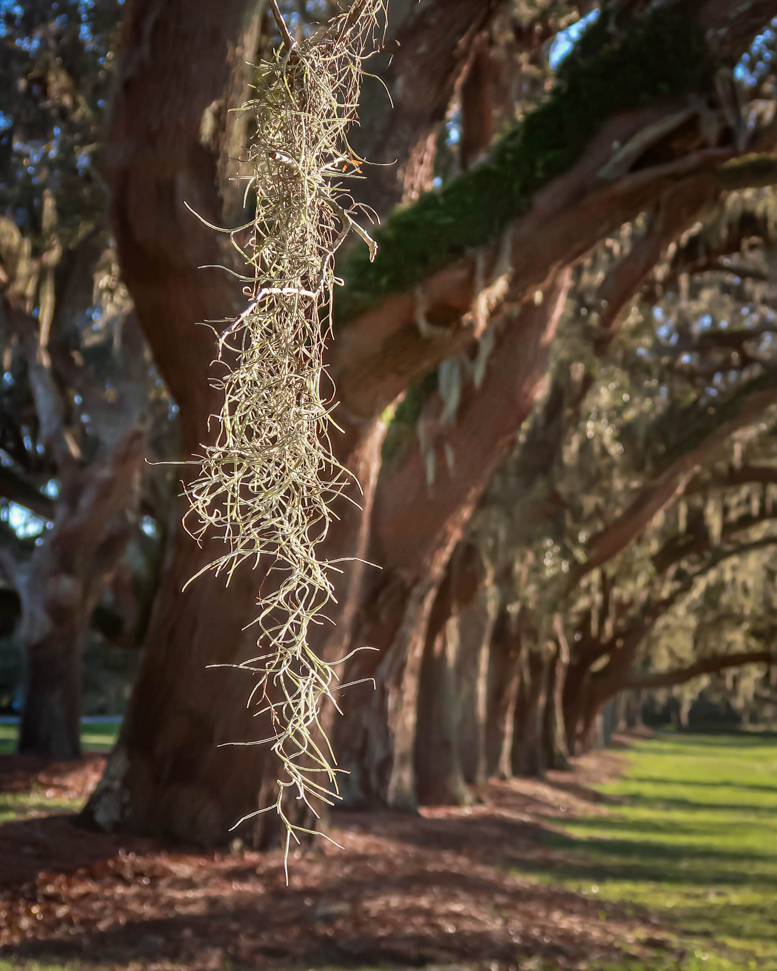What is Tabby Cement and How is it Used in Construction?