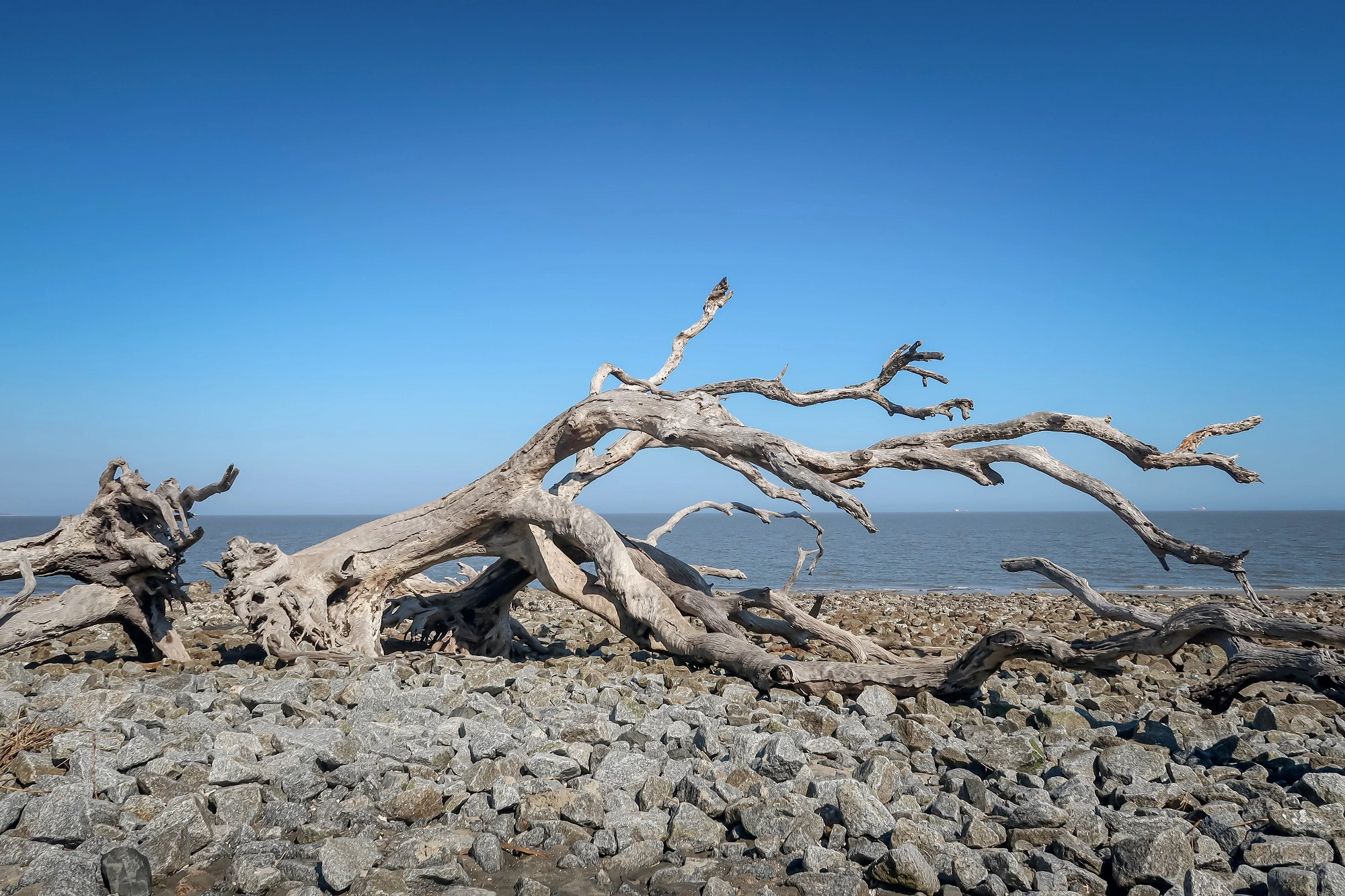 Golden Isles: a giant piece of driftwood on Driftwood Beach