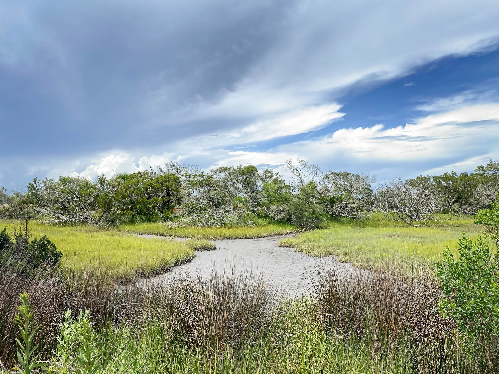 Golden Isles: looking out over the salt marsh