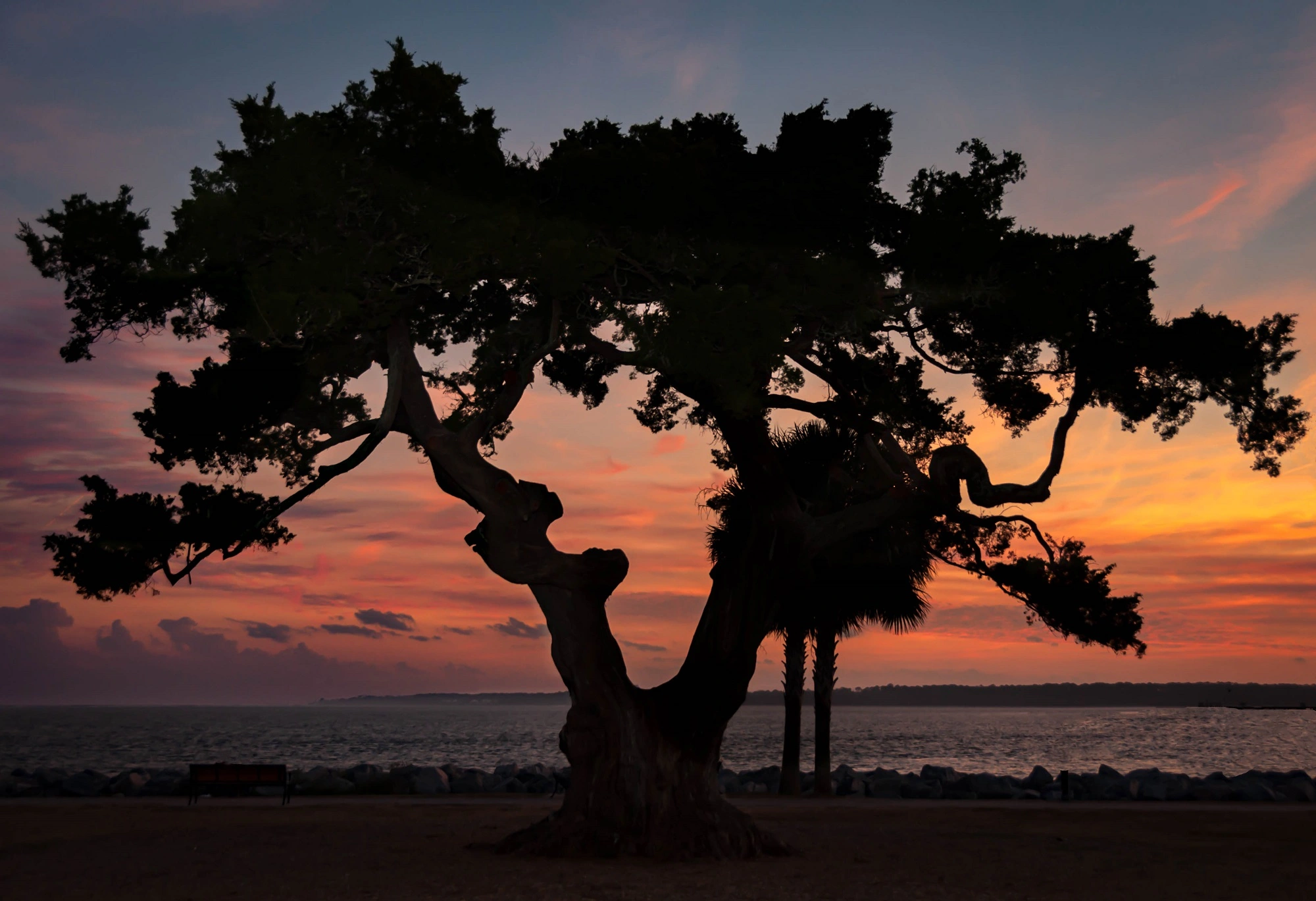 Golden Isles: silhouette of a live oak tree against a pink and orange sunset sky