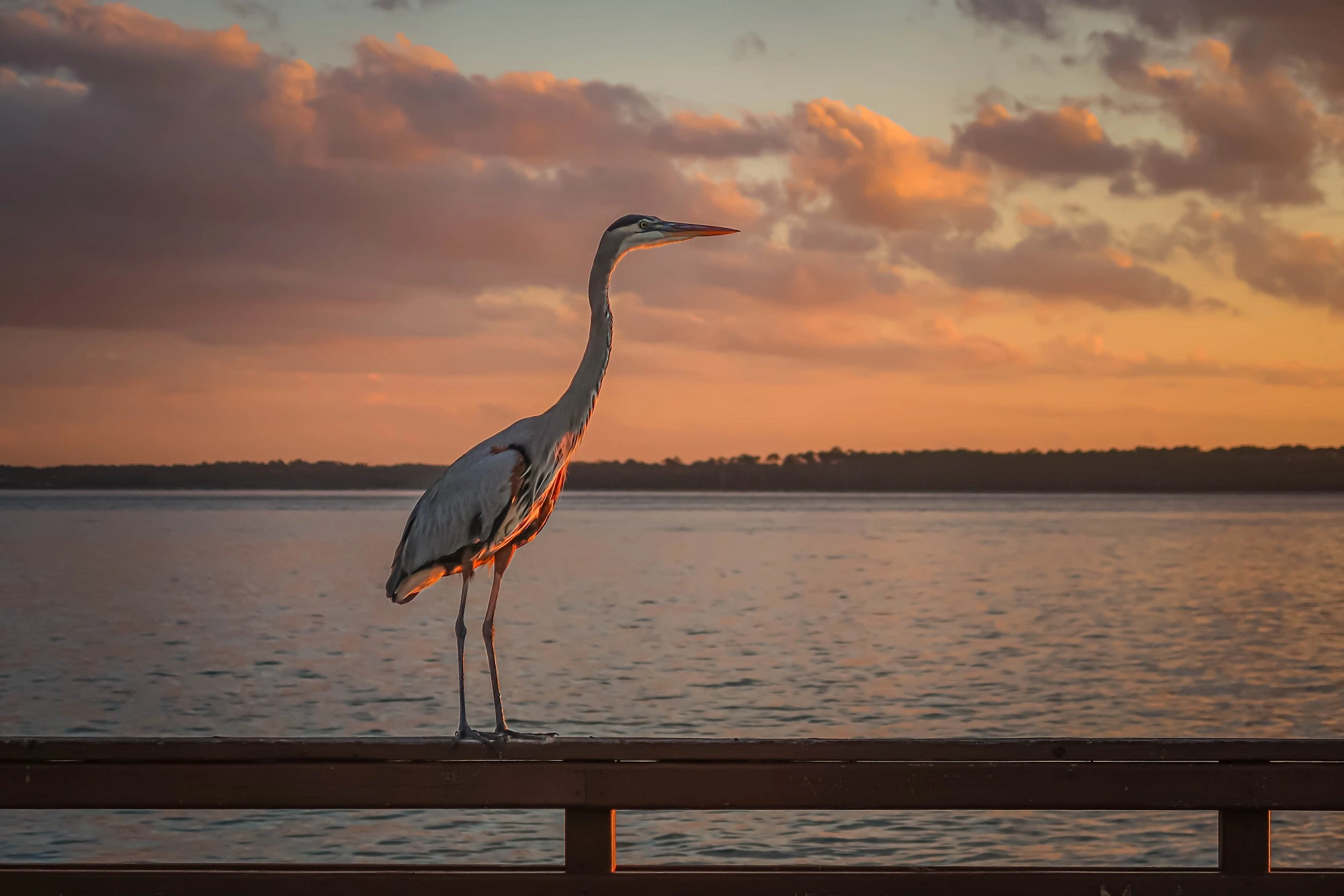 Golden Isles: heron sitting on the railing of the pier with a golden sky in the background