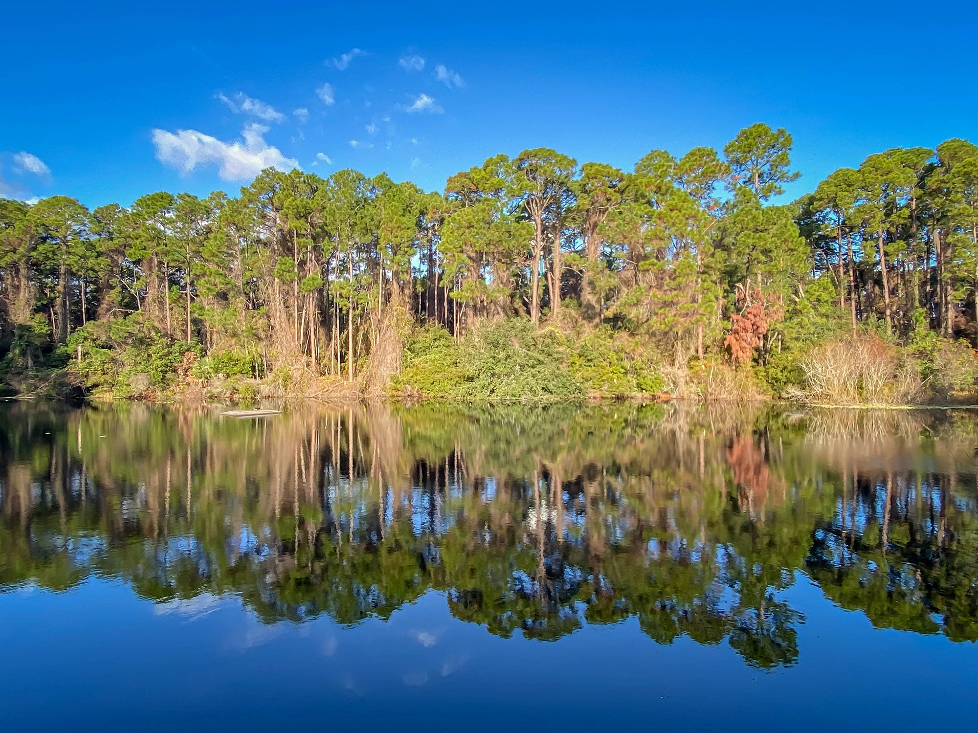 Golden Isles: maritime forest on Jekyll Island showing a mirror reflection in a lake