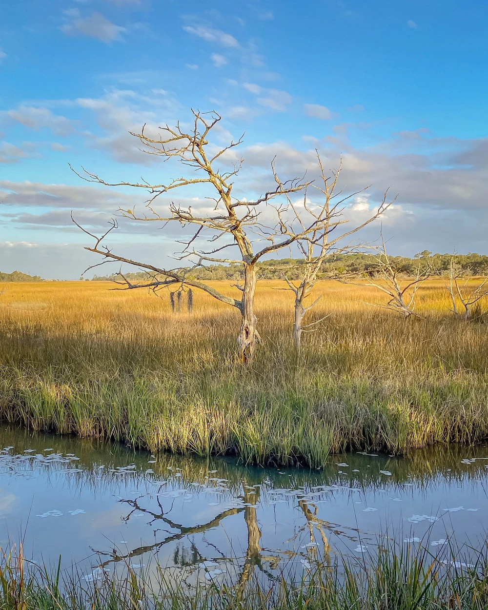 Golden Isles: driftwood tree growing out of the salt marsh