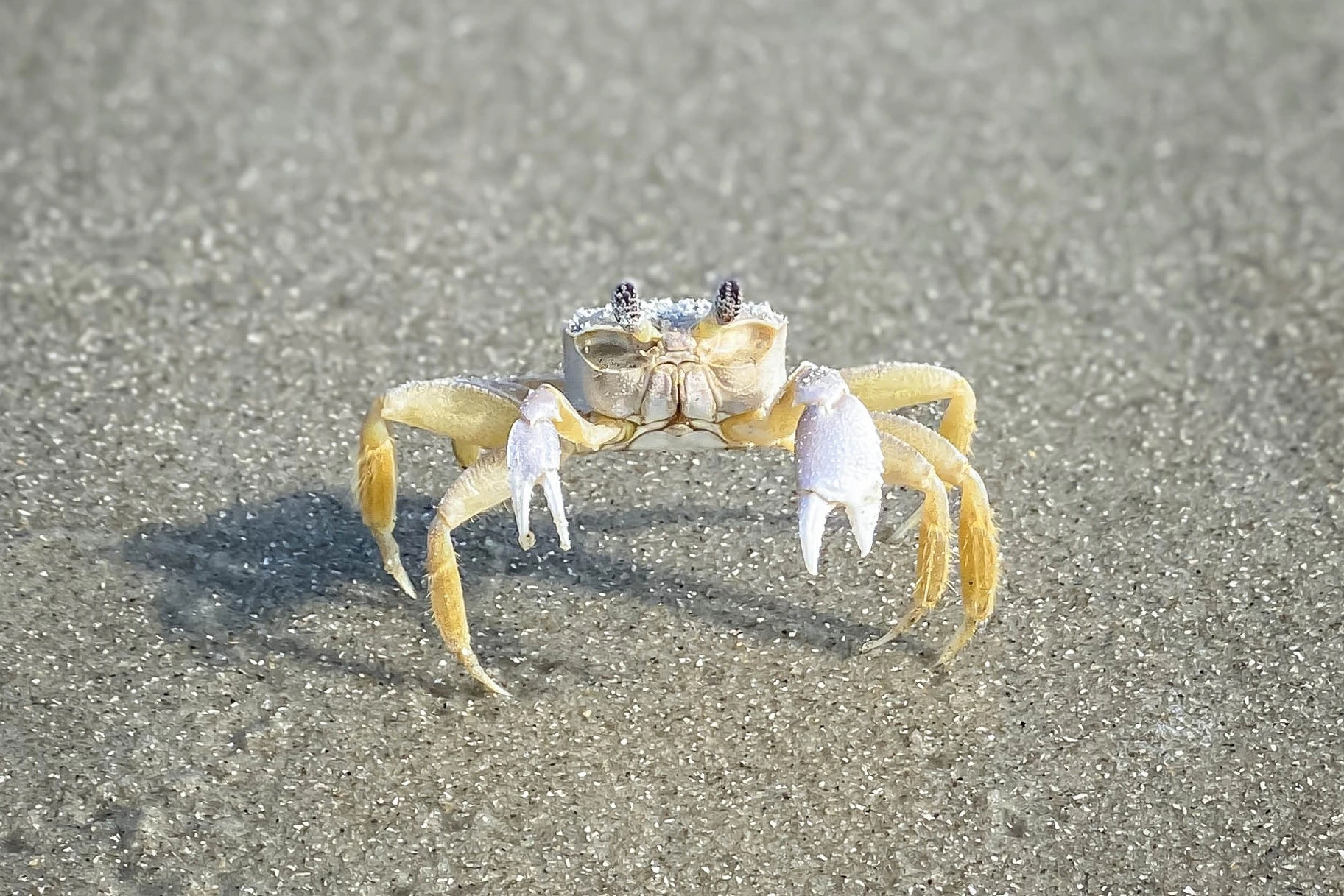 Golden Isles: snow crab on the beach