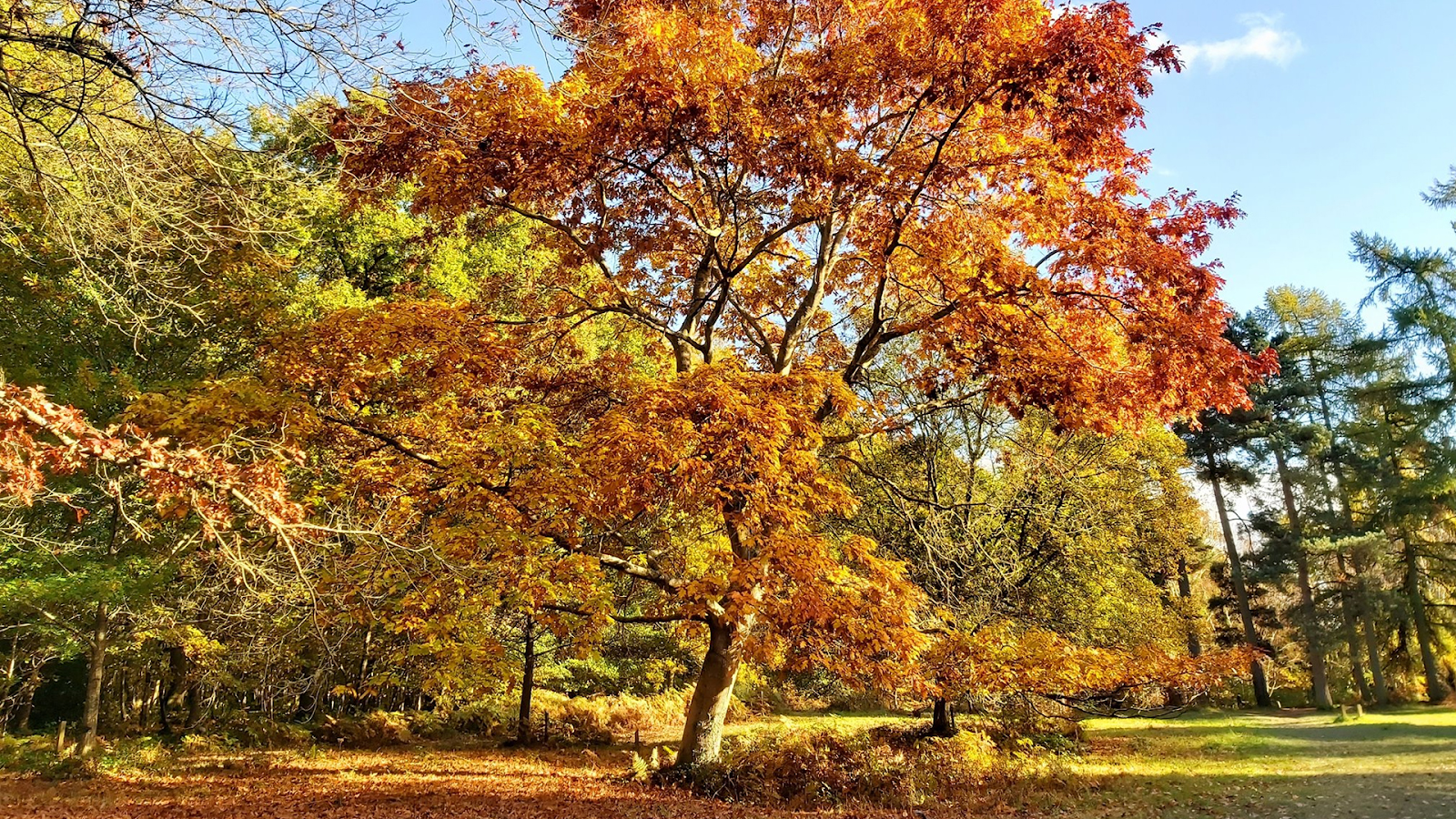 A huge autumnal tree in Queenswood Country Park