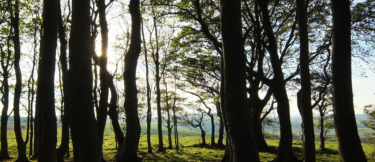 A foreground of trees with a background of sunny green hills, with the light from the sun coming through the trees in Raincliffe Woods.