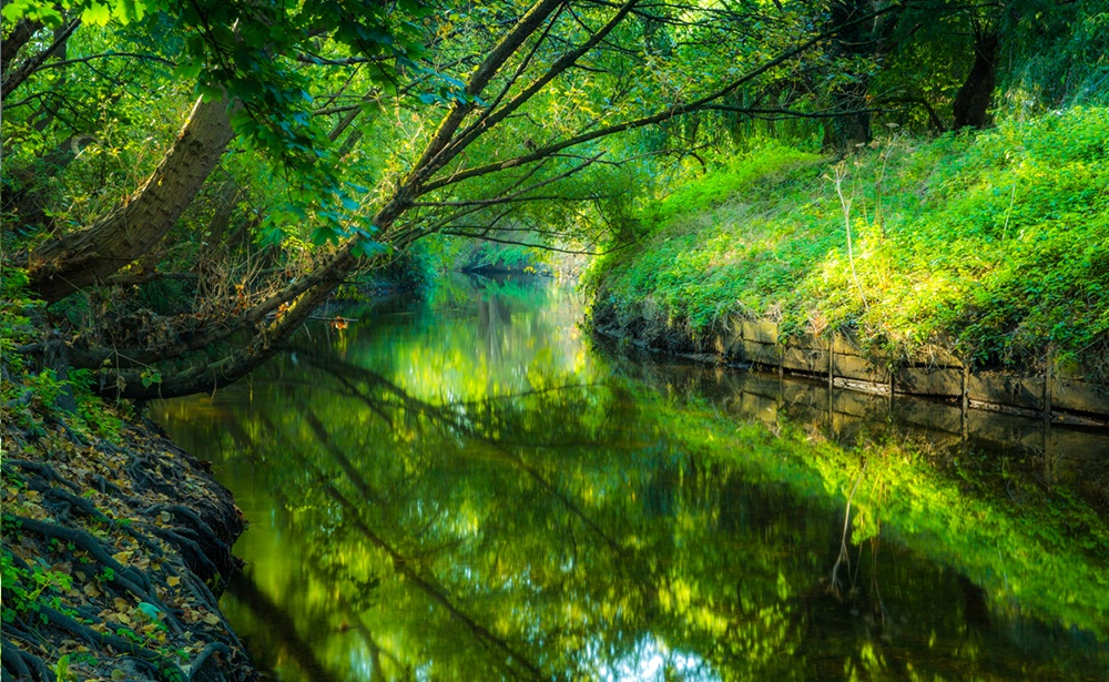 A bright green scene of the river Wandle with trees and plants overhanging the river.