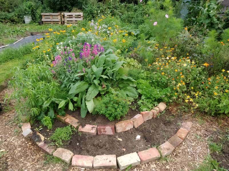 Christabel's green and healthy medicine garden, lined by a two single layers of bricks