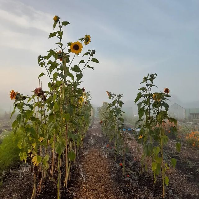A hazy morning at Aweside farm, where the camera stares between two tall rows of vibrant sunflowers. In the soil, mushrooms are sprouting out everywhere!